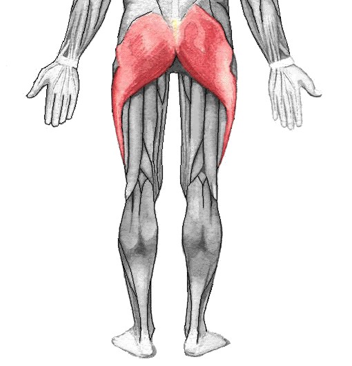 Gluteus Gluteus